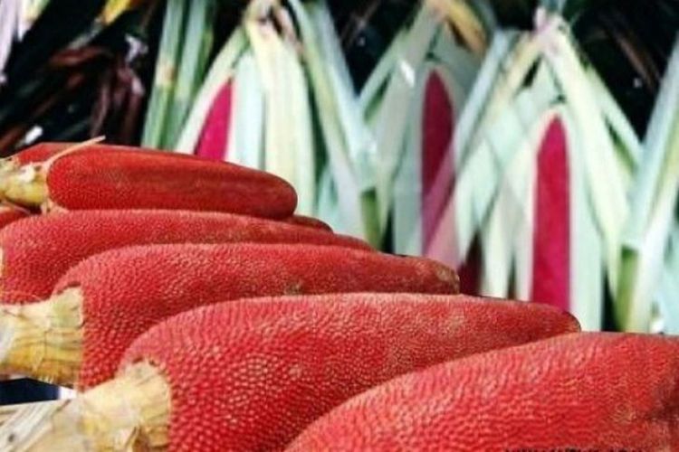 Hanya Tumbuh Di Tanah Papua, Buah Merah Yang Jadi Incaran Dunia